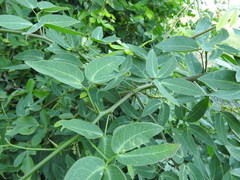 Pithecellobium lanceolatum