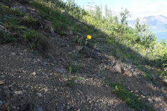 Hieracium subfariniramum