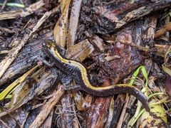 Ambystoma macrodactylum macrodactylum