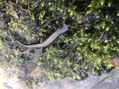 Plethodontinae