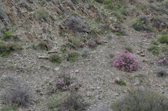 Prunus prostrata concolor