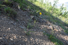 Hieracium subfariniramum