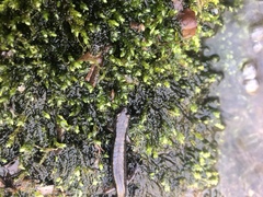 Plethodontinae