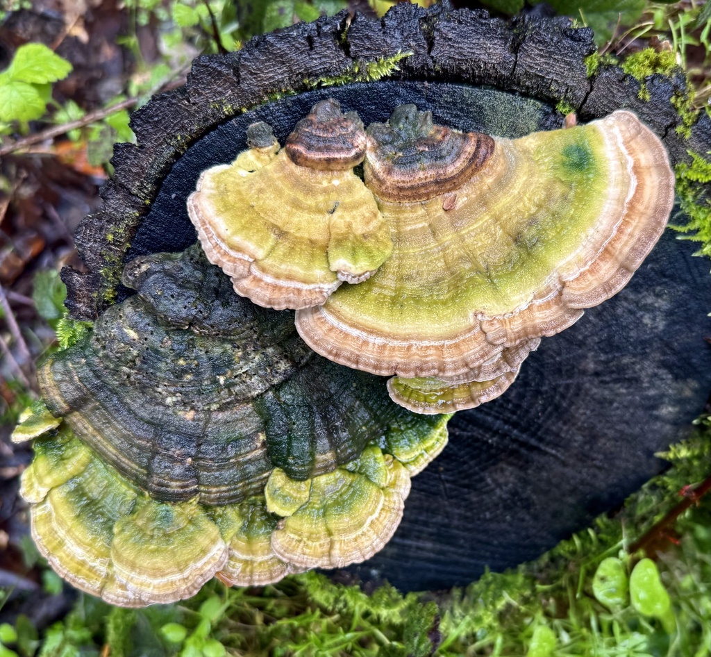 Trametes betulina · February 2026 · photo: © hllrnnr (iNaturalist, cc0)