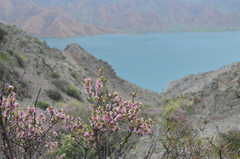 Prunus prostrata concolor