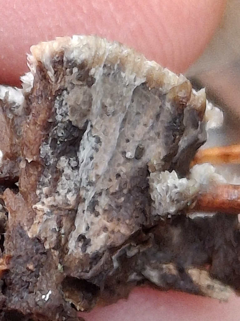 Thelephora terrestris · February 2026 · photo: © melwhiting (iNaturalist, cc-by)