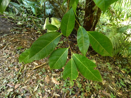 Atherton fig (Ficus leptoclada)