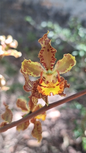 Cyrtopodium holstii