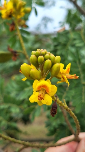 Libidibia leiostachya