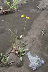 Hieracium subfariniramum