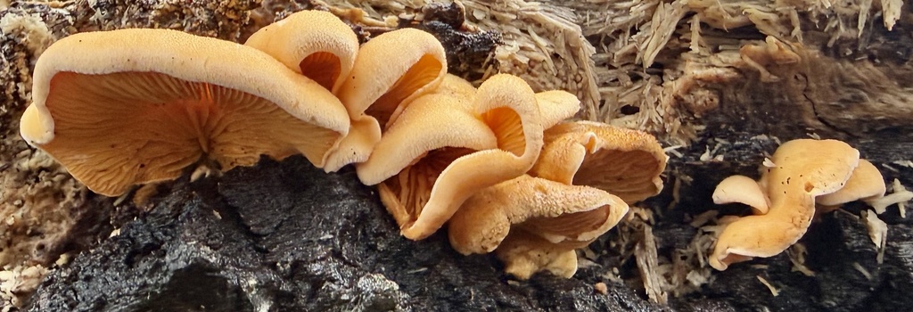 Phyllotopsis nidulans · February 2026 · photo: © hllrnnr (iNaturalist, cc0)