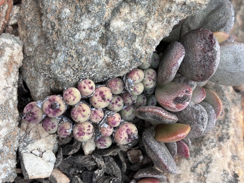 Conophytum breve