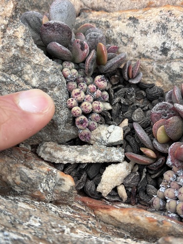 Conophytum breve