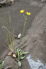 Hieracium subfariniramum