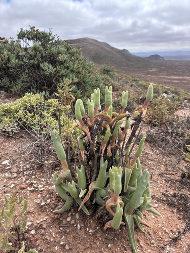 Mitrophyllum mitratum