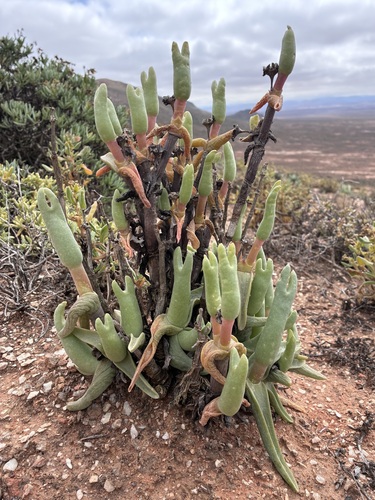 Mitrophyllum mitratum