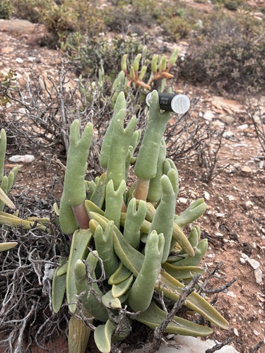 Mitrophyllum mitratum