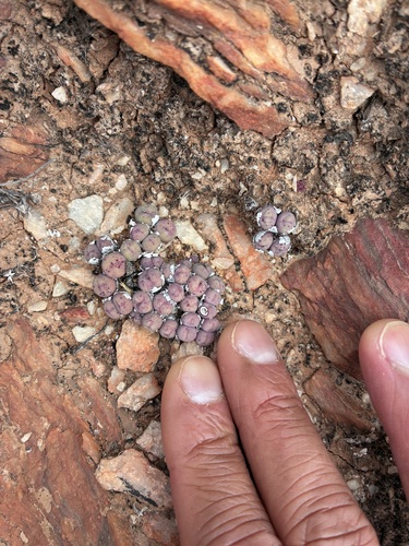 Conophytum breve