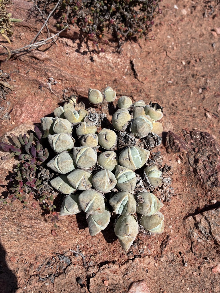 Cheiridopsis gibbosa Schick & Tischer