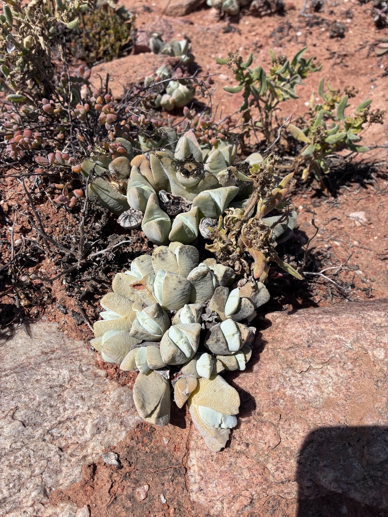 Cheiridopsis gibbosa Schick & Tischer 2