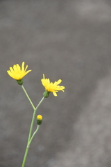 Hieracium subfariniramum
