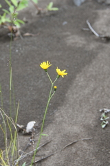 Hieracium subfariniramum