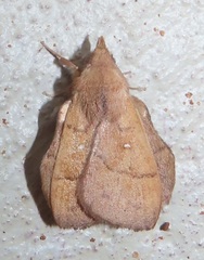 Leipoxais peraffinis