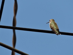 Archilochus colubris