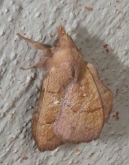 Leipoxais peraffinis