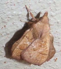 Leipoxais peraffinis