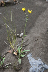 Hieracium subfariniramum