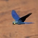 Indigo Macaw - Photo (c) shrike2, some rights reserved (CC BY-NC-SA), uploaded by shrike2