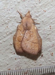 Leipoxais peraffinis