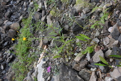 Hieracium subfariniramum