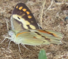 Colotis annae annae