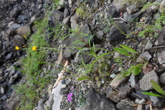 Hieracium subfariniramum