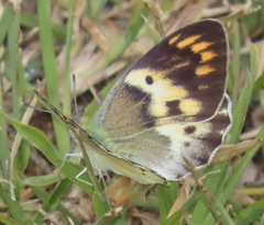Colotis annae annae