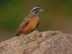 Emberiza goslingi
