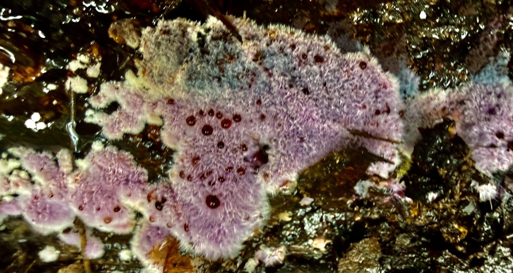 Punctularia atropurpurascens · February 2026 · photo: © hllrnnr (iNaturalist, cc0)