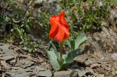 Tulipa greigii