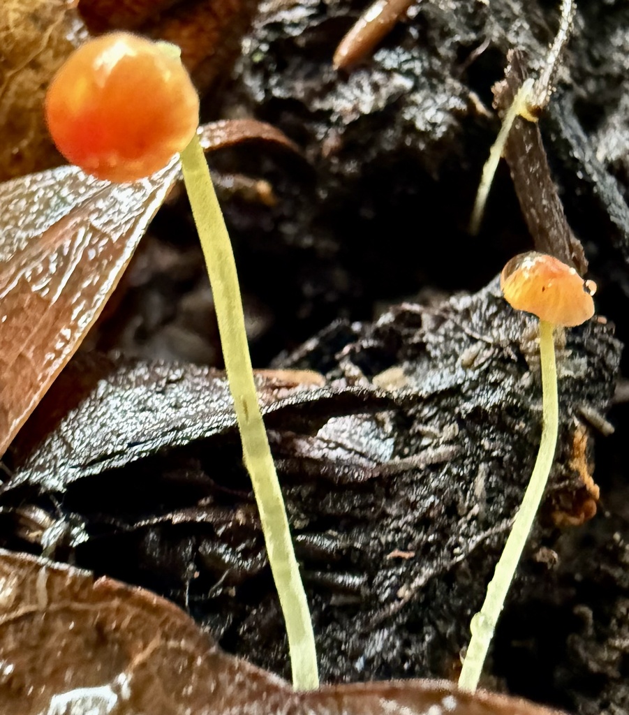 Pruinomycena acicula · February 2026 · photo: © hllrnnr (iNaturalist, cc0)