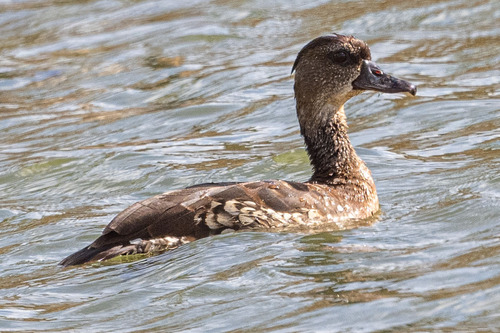 Spotted Whistling Duck (Dendrocygna guttata), photo 2
