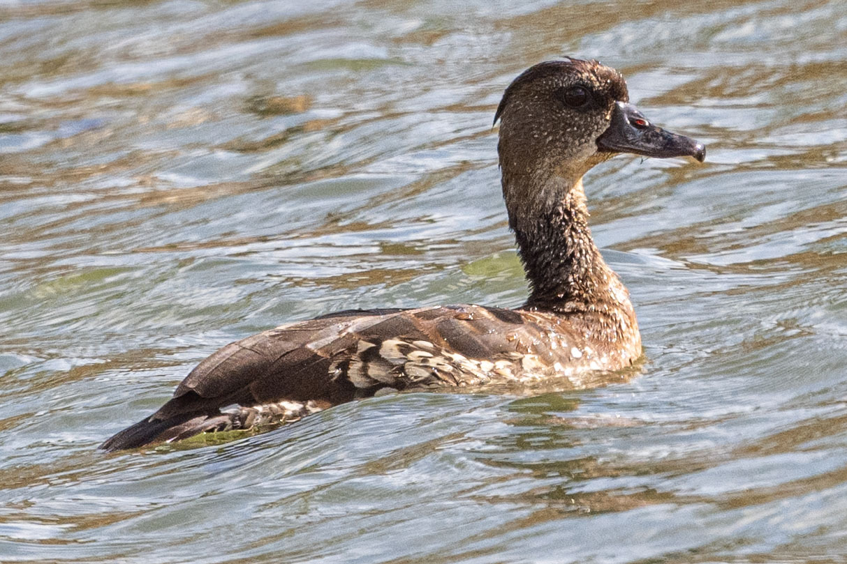 Spotted Whistling Duck (Dendrocygna guttata), photo 2