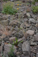 Hieracium subfariniramum