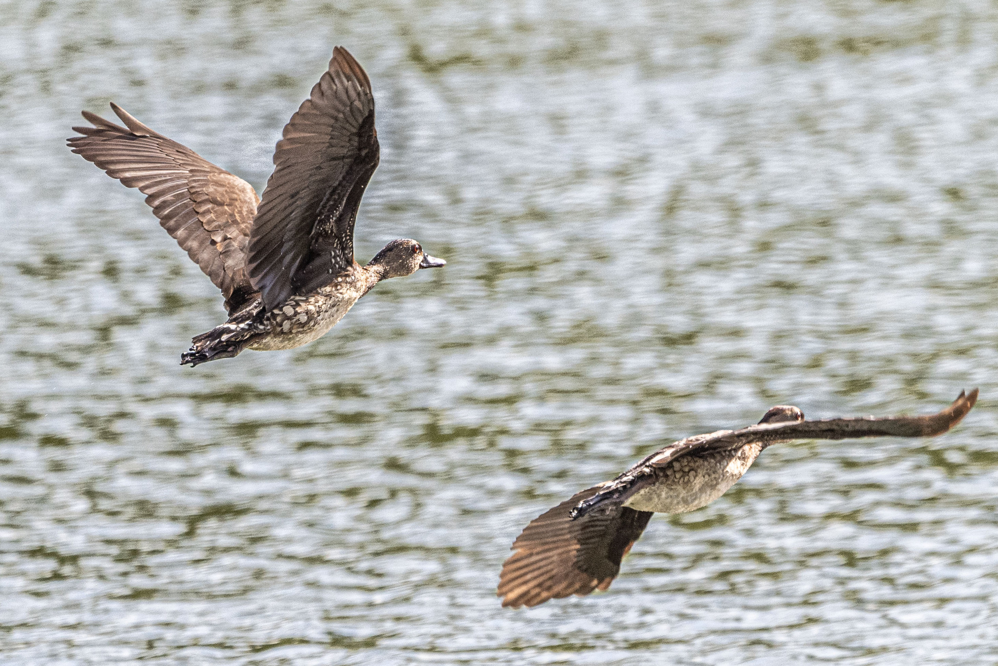 Spotted Whistling Duck (Dendrocygna guttata), photo 3