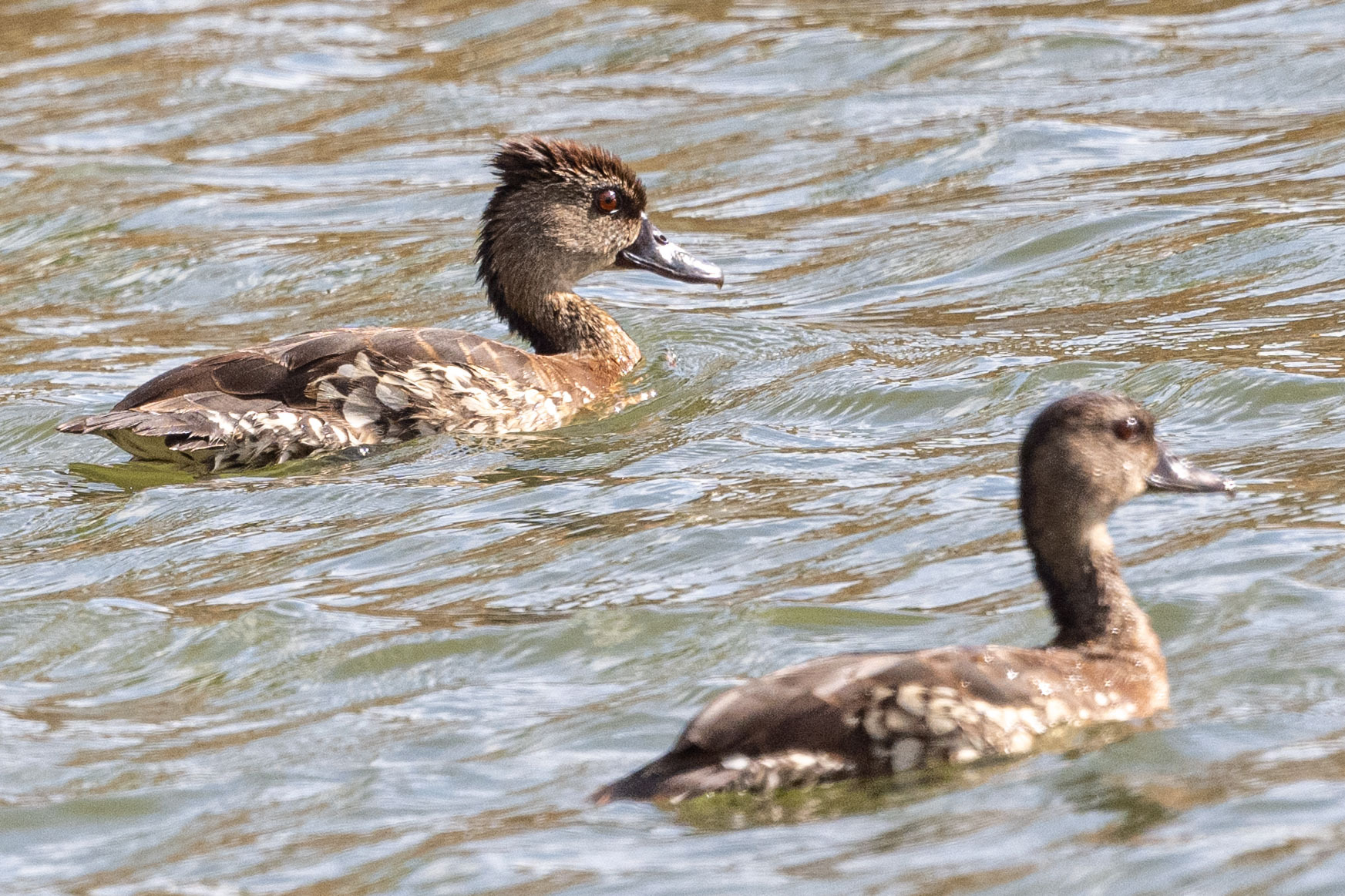 Spotted Whistling Duck (Dendrocygna guttata), photo 4