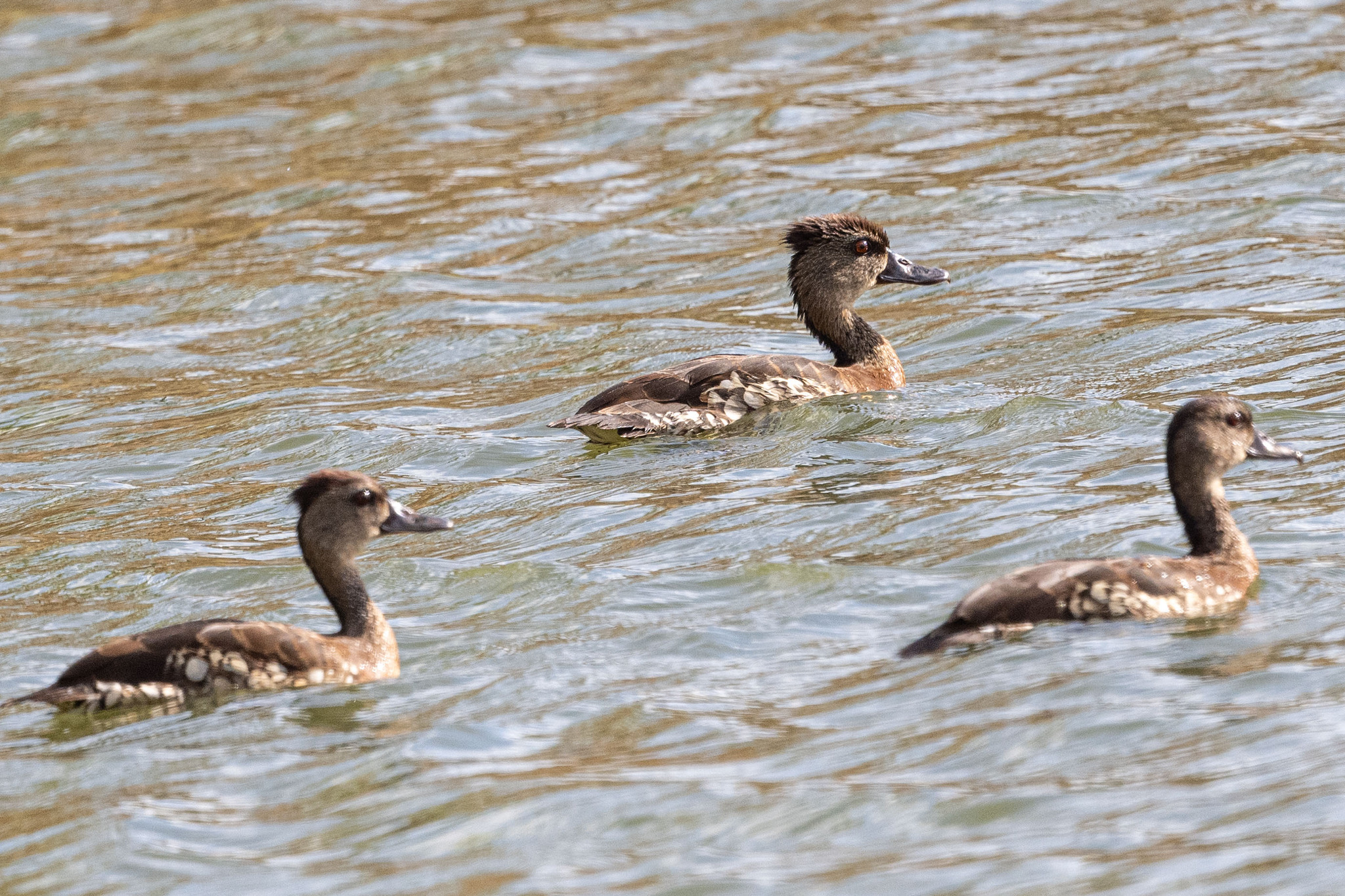 Spotted Whistling Duck (Dendrocygna guttata), photo 6