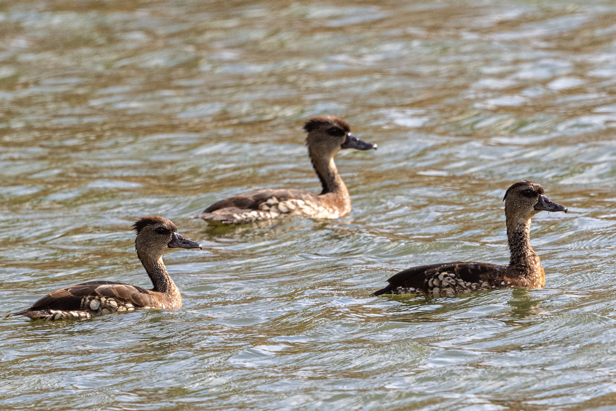Spotted Whistling Duck (Dendrocygna guttata), photo 5