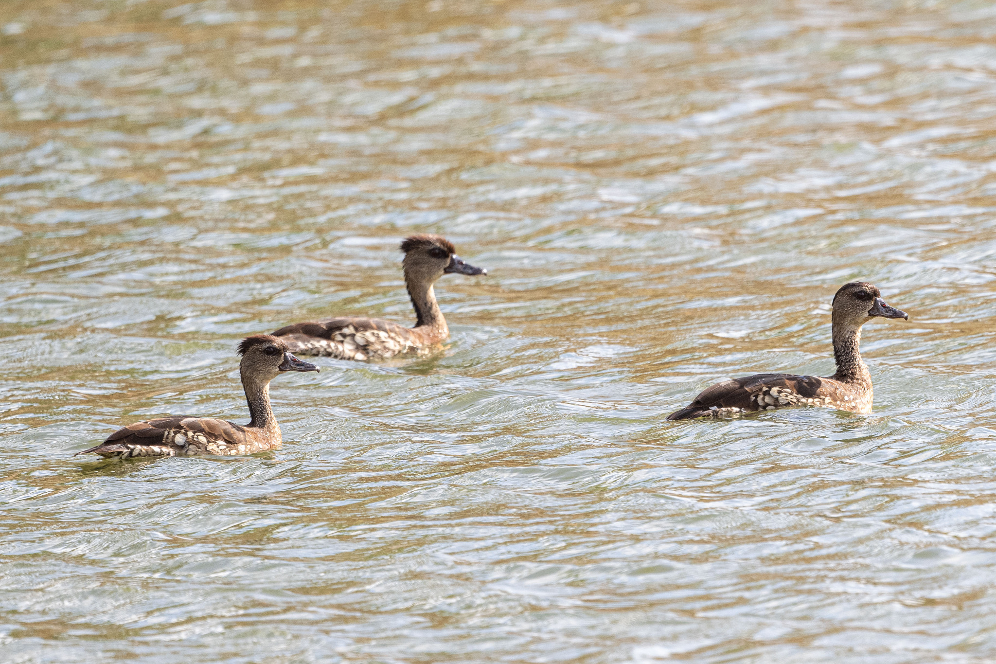 Spotted Whistling Duck (Dendrocygna guttata), photo 7