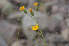 Hieracium subfariniramum